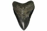 Serrated, Fossil Megalodon Tooth - Heavy Tooth #138997-1
